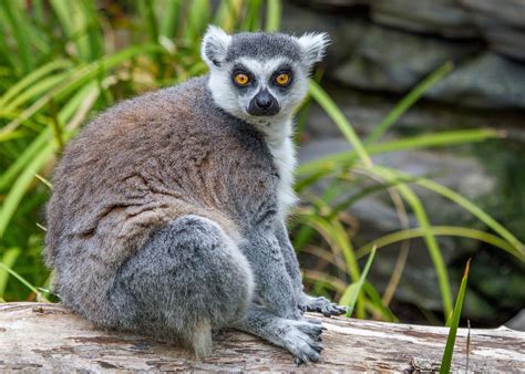 Lemur Monkey Etsy