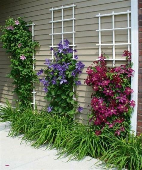 Best Climbing Plants For Shade Unique French Doors