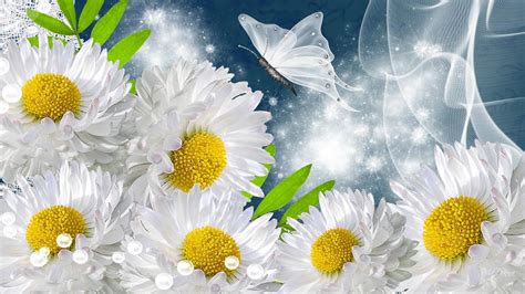 Butterfly Daisies Flowers Hd Desktop Wallpapers 4k Hd Images