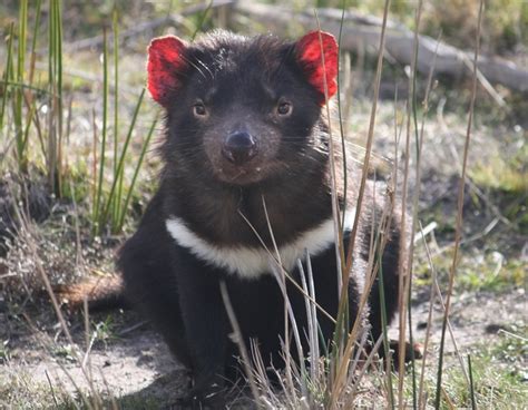 Tasmanian devils have just been born in the wild on the continent's mainland for the first time since they disappeared there about 3,000 years ago. Tasmanian devils survived two big falls in numbers but now ...