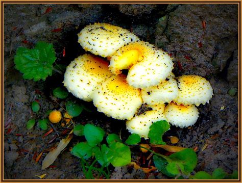 Fungi 3 ~ Cazenovia Ny The Kingdom Fungi Includes Some Of Flickr