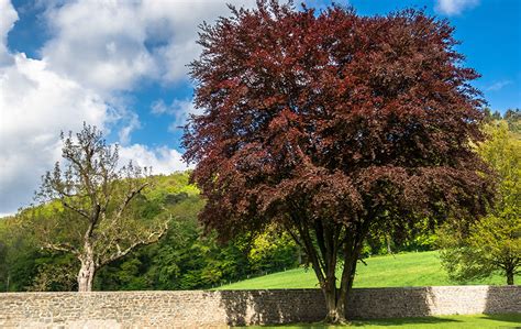 Copper Beech Fagus Sylvatica Purpurea Organic Plant Care Llc