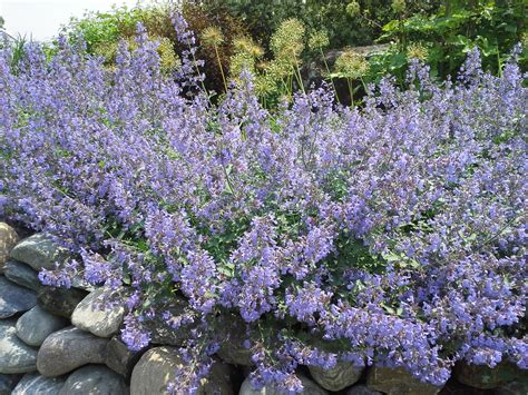 Besides good quality brands, you'll also find plenty of discounts when you shop for catmint for cats during big sales. How to Grow: Catmint- gardening catmint, growing catmint