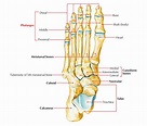 Skeleton of the Foot – Earth's Lab