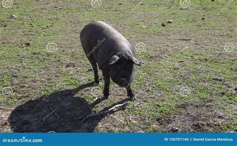 4K Black Iberian Pigs Through The Oak Trees In Dehesa Landscape Of