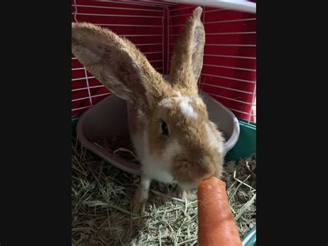 Spring into adoption at lifeline animal project adopt a pet from any of lifeline's shelters for only $40 promotion applies to all atlanta, ga — (march 3, 2017) springtime in atlanta brings the sunshine, dogwood blooms and, sadly, skyrocketing intake levels at. Center Moriches-Eastport Pet Adoption: Meet Thumpalina ...