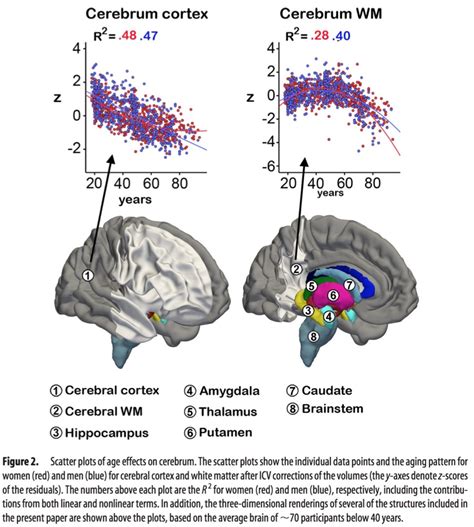 Minute Effects Of Sex On The Aging Brain A Multisample Magnetic