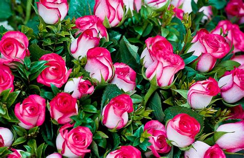 Розы Картинки Красивые Букеты Бесплатно Telegraph
