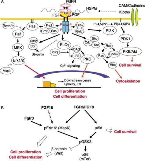 Signaling Pathways Downstream Of Fibroblast Growth Factors Fgfs A