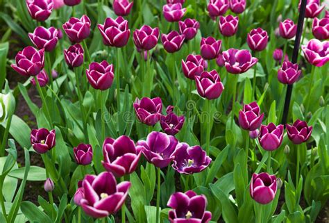 Beautiful Spring Flowers Tulips Stock Image Image Of Petal Bunte