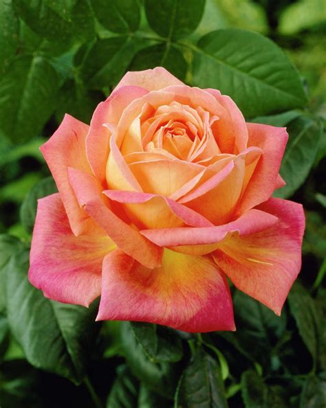 Rose Peace • Rosa Peace • Plants And Flowers • Beautiful Flowers Roses Flowers