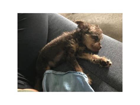 Pinny Poo Miniature Pinscher Poodle Mix Puppy For Sale Greensboro