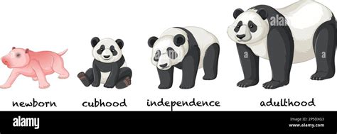 Panda Life Cycle Infographic Illustration Stock Vector Image And Art Alamy