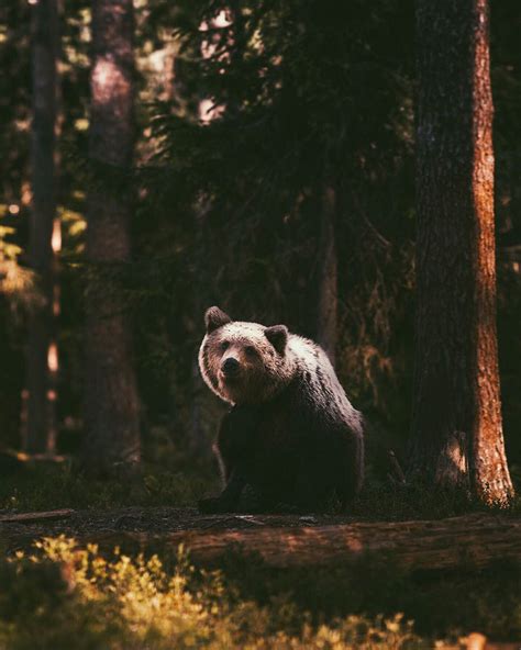 Young Photographer Creates A Bond With Wild Animals To Get