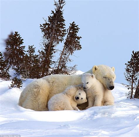 Polar Bear Cubs Pictured Keeping Close To Mom In Canadian Wilderness