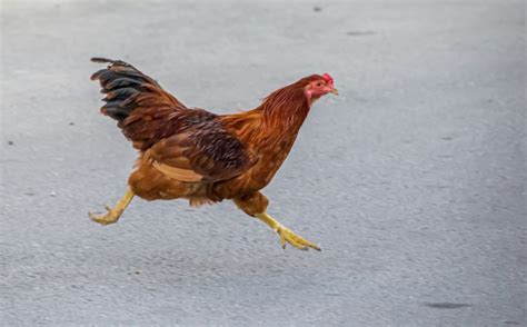 Why Do Chickens Chase You 3 Reasons