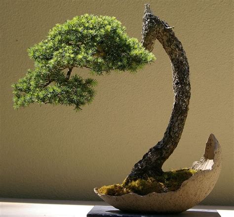 The Ancient Japanese Art Of Bonsai Creates A Miniature