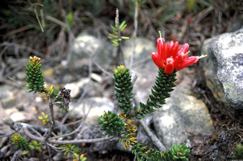 Alpine Plant In Flower On Hills Above Bogota Geographic Media