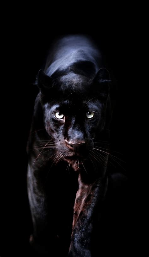 Roar Angry Black Panther Animal Wallpaper Hd Wallpaper Jaguar Black