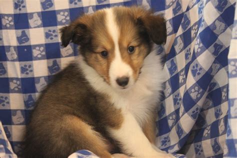 Puppies are kittens are more vulnerable to disease and infections. Shelties (Shetland Sheepdogs) For Sale in Manhattan | Manhattan Puppies & Kittens