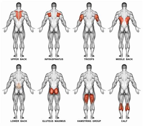 Total Muscles In The Human Body Total Muscles In The Human Body