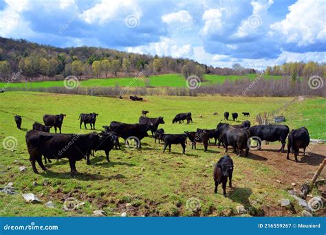 The Welsh Black Is A Dual Purpose Breed Of Cattle Native To Wales