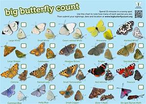 Welcome To The Green Heart Dens Blog Page The Big Butterfly