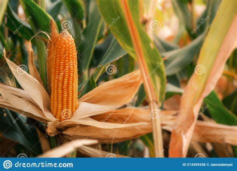 Ripe Corn On Stalks For Harvest In Agricultural Cultivated Field Stock