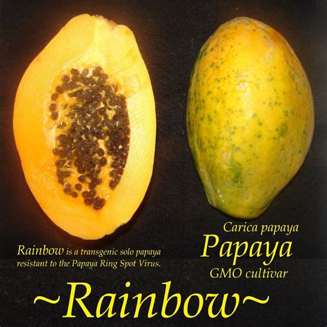 Polynesian Produce Stand Gmo Rainbow Papaya Ring Spot Virus Disease