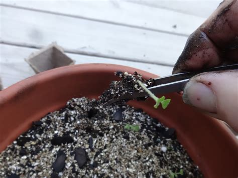The Perennial Agriculturalist Potato Seedling Transplant