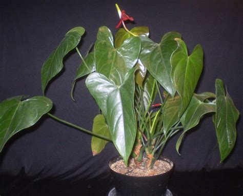 Plants Are The Strangest People List Houseplants With Large Broad Leaves