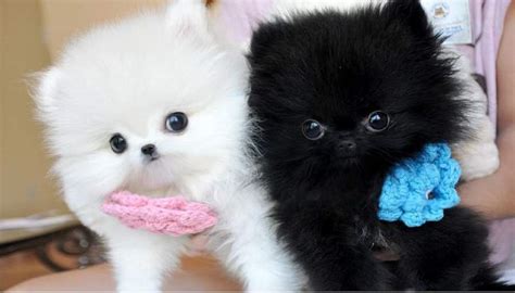 Colobomas, mild or severe deafness, microphthalmia, increased intraocular pressure and ametropia are diseases that tiny pomeranians suffer. Extremely Doll face MICRO -Teacup -Pomeranian Puppies ...