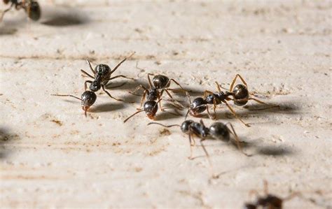 Little Black Ants In House