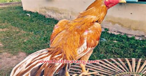 Warna bulu yang menjadi ciri khas ayam aduan indonesia adalah ayam bangkok jalak atau yang umum dikenal dengan wido. Warna Ayam Pamangon Wido Yang Bagus : 47 Jenis Warna Jalak ...