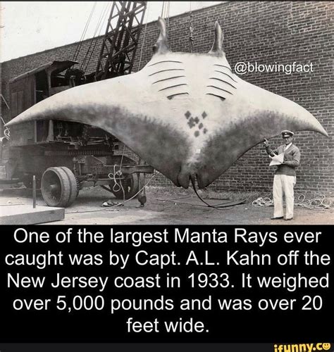 One Of The Largest Manta Rays Ever Caught Was By Capt Al Kahn Off