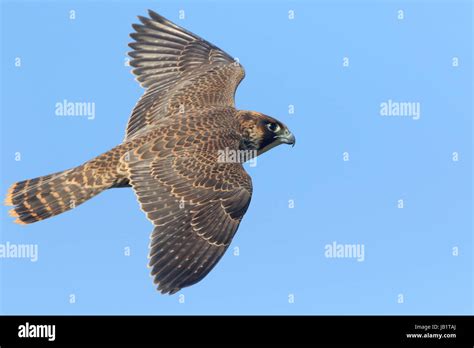 Juvenile Peregrine Falcon Falco Peregrinus In Flight With The Blue