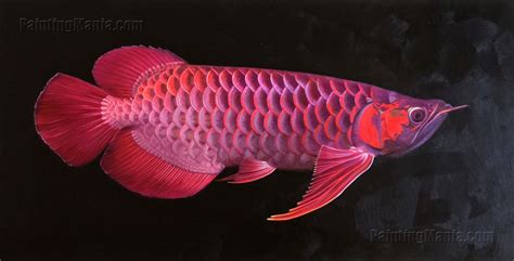 The number one arowana fish farm. Red Dragon Fish,Scleropages legendrei, Asian Arowana, Red ...