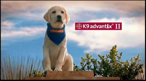 Top 10 Cutest Puppy Commercials Must Love Dogs Blog