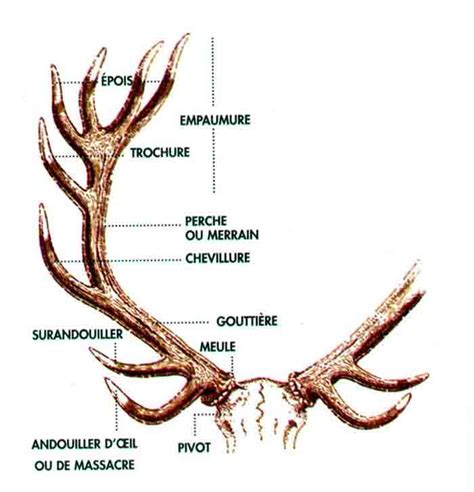 Le Cerf élaphe