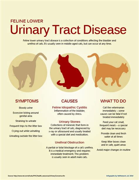 Feline Lower Urinary Tract Disease Vet Medicine Cat Care Tips Vet
