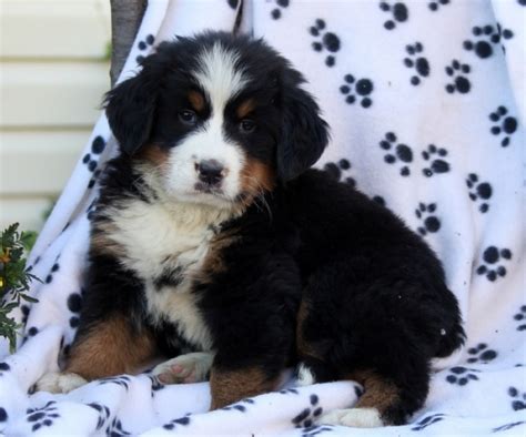 Bernese Mountain Dog Puppies For Sale Handmade Michigan