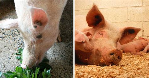 Pig Feed Chart And Pig Weight Chart For Beginners Agri Farming