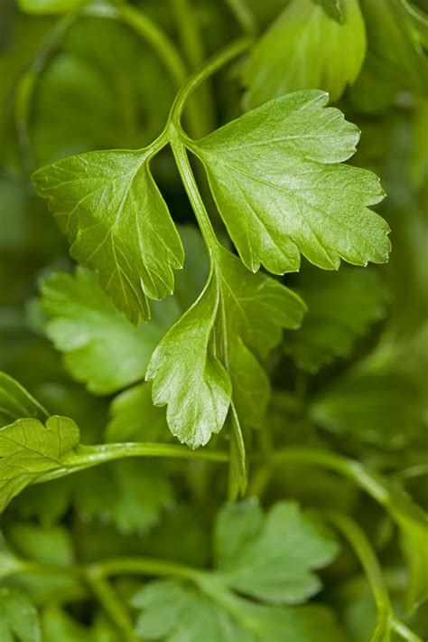 Growing Oregano Learn How To Grow Oregano