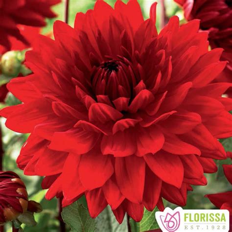 Dahlia ‘babylon Red 1pkg Amsterdam Greenhouse