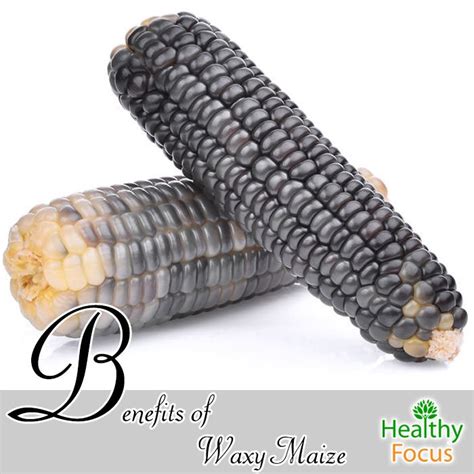 Benefits Of Waxy Maize Healthy Focus