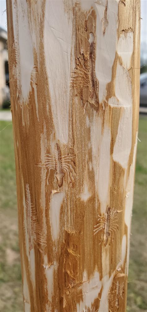 Cedar Trunk Damage From Bark Beetles Cool Design Feature Or Bad Stave