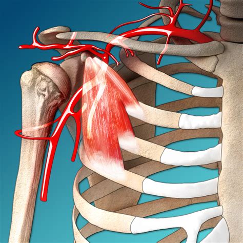 Axillary Artery Transretinal
