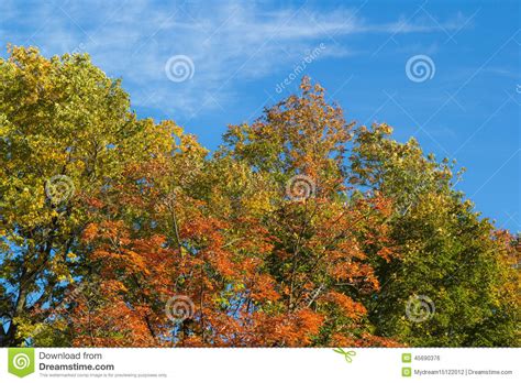 Autumn Trees And Blue Sky Stock Photo Image Of Beauty 45690376