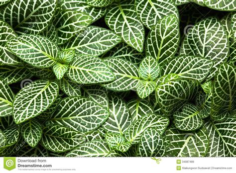 It has no leaves as they have evolved into spines. As Plantas Decorativas Da Folha Listrada Fecham-se Acima ...