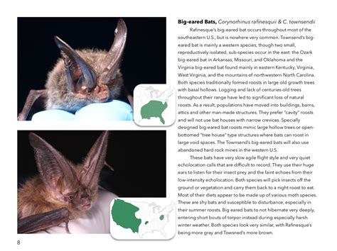 Bats And Bat Houses Bat Conservation And Management Inc
